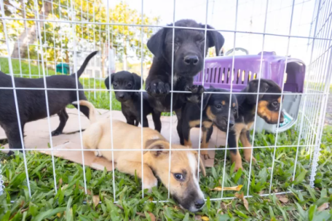 São Pedro da Aldeia cria feira semanal para adoção de cães e gatos
