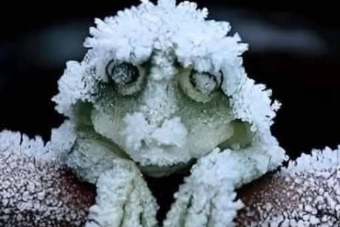 O sapo que congela no inverno e volta à vida na primavera
