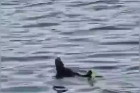 Pinguim é visto nadando no Canal do Itajuru em Cabo Frio