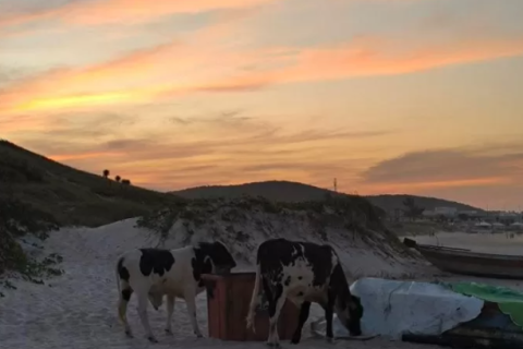Em plena temporada de baleias, vacas surpreendem em praia de Cabo Frio