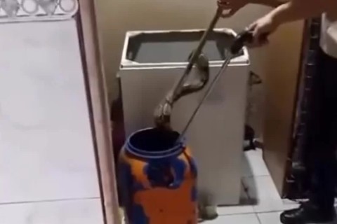 Moradores encontram jiboia em máquina de lavar em Araruama