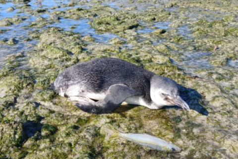 Instituto Albatroz resgata pinguins encontrados na Praia do Forte, em Cabo Frio