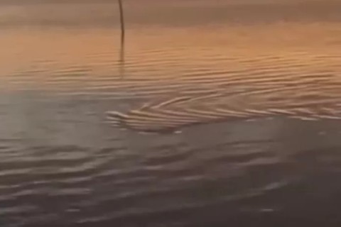 De boa na lagoa: Jacaré dá o ar da graça na Praia do Siqueira, em Cabo Frio