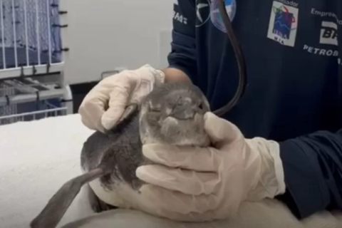 Mais de 150 pinguins são encontrados em praias da Região dos Lagos e Norte Fluminense