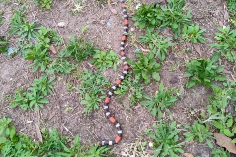 Cobra-coral aparece em residência e assusta morador em Araruama