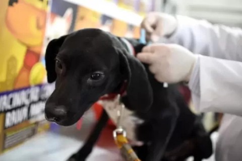 Arraial realiza Campanha de Vacinação Antirrábica Animal neste sábado (27)