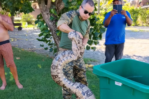 Guarda Ambiental resgata jibóia de mais de dois metros em residência no bairro Geribá, em Búzios