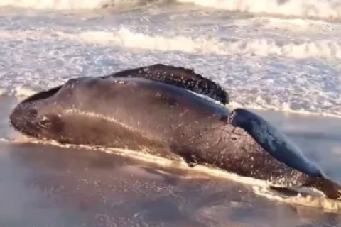 Filhote de baleia-jubarte é encontrado encalhado na praia de Monte Alto, em Arraial do Cabo