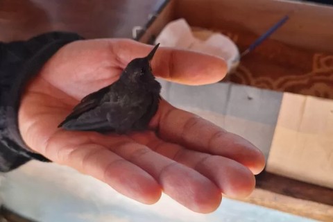 Tamanduá-mirim em afogamento e filhotes de saruê estão entre animais resgatados em Cabo Frio