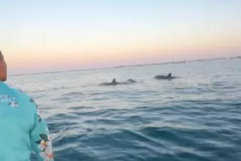 Golfinhos acompanham canoagem e emocionam remadores em Cabo Frio