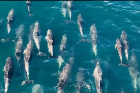 Baleia-jubarte é flagrada interagindo com grupo de golfinhos em Arraial do Cabo nesta quinta (22)