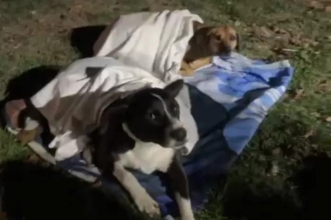 Cães roubam a cena e dormem durante show na Praia do Forte, em Cabo Frio