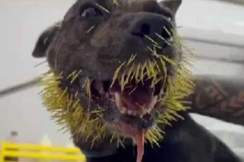 Cadelas ficam feridas após perseguirem porco-espinho em Búzios