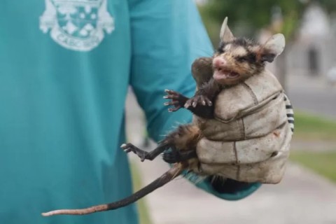Aumento de aparições de saruês é registrado em Cabo Frio