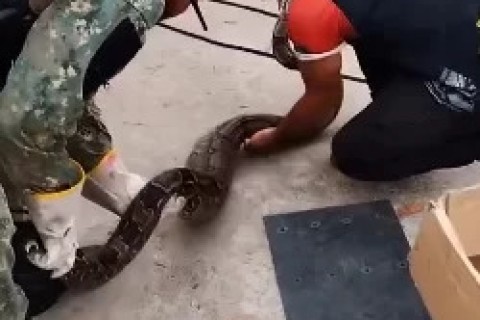 Jiboia é resgatada em residência no bairro Jacaré, em Cabo Frio