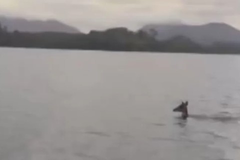 Pescadores resgatam cervo na lagoa de Saquarema
