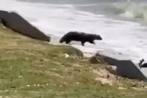 Ariranha é avistada na Lagoa de Araruama