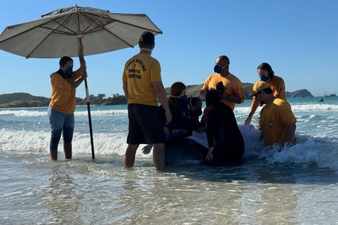 Cachalote-mirim encalha pela terceira vez na Praia do Forte, em Cabo Frio