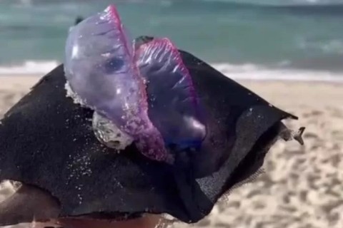 Caravela-Portuguesa aparece nas praias de Itaúna e no Boqueirão, em Saquarema