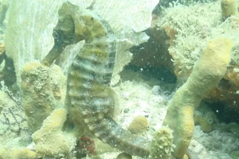 Cavalo-marinho-de-focinho-longo volta a ser registrado em Búzios após anos de declínio populacional