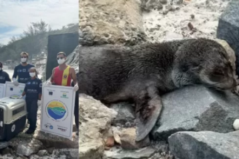 VÍDEO: Lobo-marinho resgatado em Arraial do Cabo é encaminhado para reabilitação em Araruama