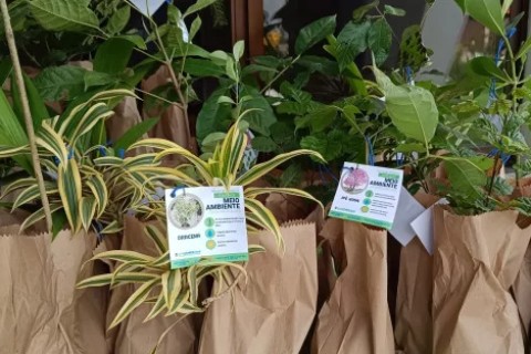 São Pedro da Aldeia promove distribuição gratuita de mudas no início da primavera