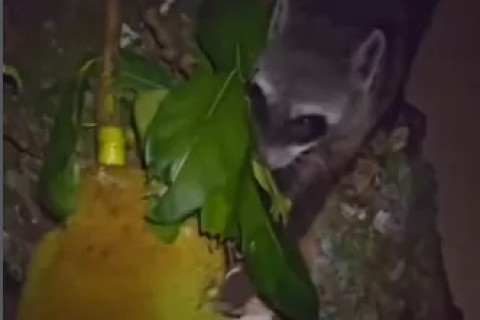 Mão-pelada é avistado no Parque do Mico-Leão-Dourado, em Cabo Frio