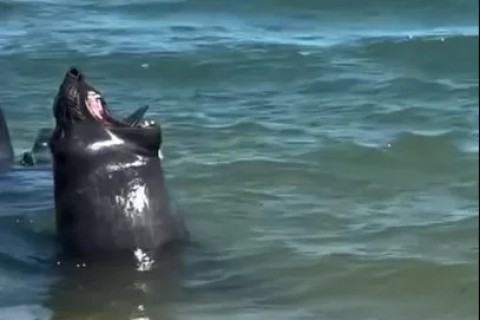 Elefante-marinho é encontrado com anzol preso à boca e mobiliza operação de resgate em Macaé