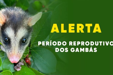 São Pedro da Aldeia reforça orientações sobre o período reprodutivo dos gambás