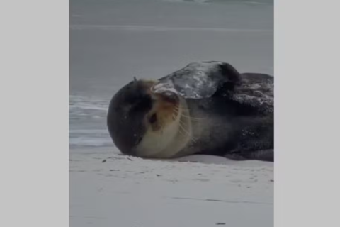 Lobo-marinho aparece em praia de Monte Alto, em Arraial do Cabo