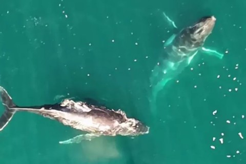 Espetáculo natural: Baleias jubarte surpreendem pescadores em Arraial do Cabo