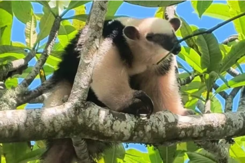 Animais silvestres são resgatados e devolvidos à natureza em Cabo Frio