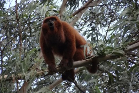 Consulta pública sobre criação da Unidade de Conservação Ilha dos Macacos será nesta quarta-feira (11) em São Pedro da Aldeia