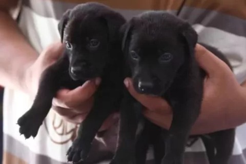 Feira de adoção de animais será realizada neste sábado (20) no Centro de Cabo Frio