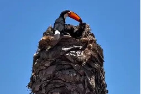 Filhotes de tucano são resgatados após caírem de ninho em Búzios