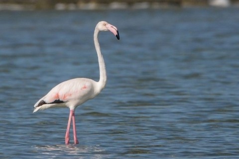 Laguna de Araruama ganha destaque como corredor ecológico para aves raras