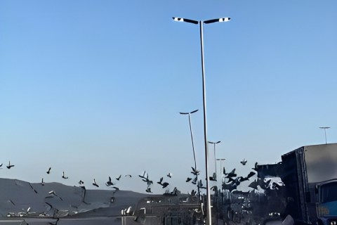 Pombos-correios são soltos na Praia do Centro, em São Pedro da Aldeia