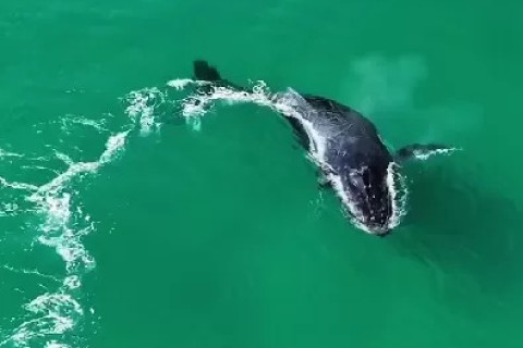 Baleia-jubarte é avistada próxima à orla da Praia Grande, em Arraial, e encanta moradores e turistas