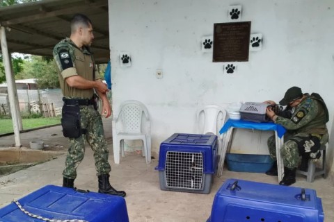 Guarda Marítima e Ambiental resgata 11 cães em Cabo Frio