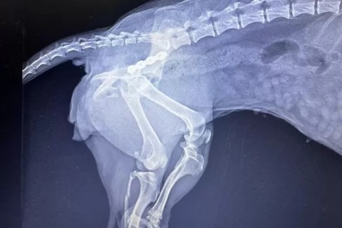 Cabo Frio passa a oferecer cirurgias ortopédicas para cães e gatos no Canil Municipal