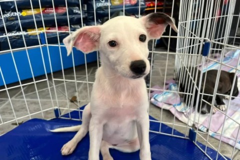 Cabo Frio realiza Feira de Adoção de Animais neste sábado (18), no Centro
