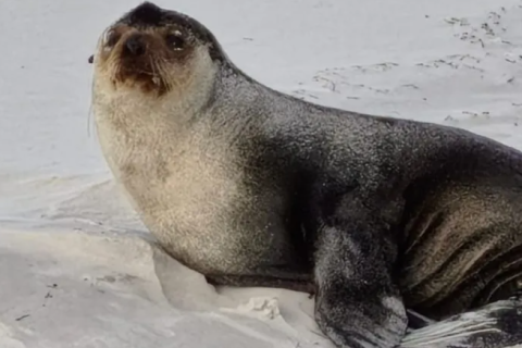 Lobo-marinho encanta durante descanso e ganha apelido de 'Soneca' em Cabo Frio, no RJ.