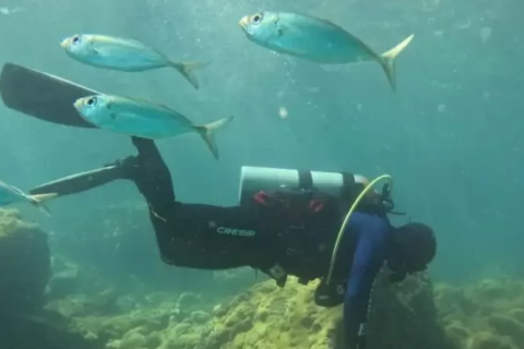 Censo marinho em Arraial do Cabo tenta descobrir origem das tartarugas e monitora saúde do oceano