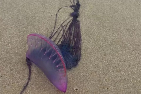 Cabo Frio alerta para aparecimento de caravelas-portuguesas nas praias