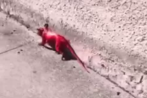 Gambá tingido de rosa é flagrado em Búzios