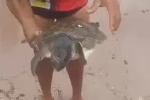 Guarda-vidas resgata duas tartarugas marinhas na Praia do Forno, em Búzios