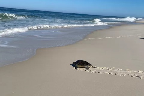 Alunos de Arraial acompanham soltura de tartaruga-verde em Araruama
