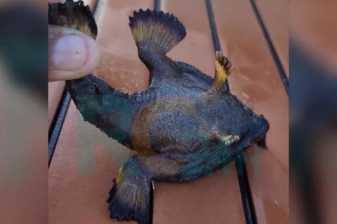 Turistas se assustam com “peixe do demônio” em Cabo Frio, mas especialista esclarece origem