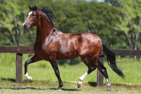 Araruama recebe exposição do Mangalarga Marchador com cerca de 240 animais no Parque de Exposições