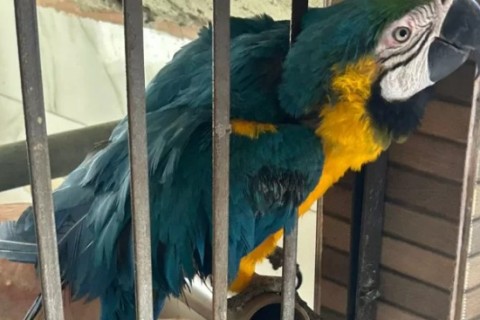 Arara e canário-da-terra são apreendidos em Búzios